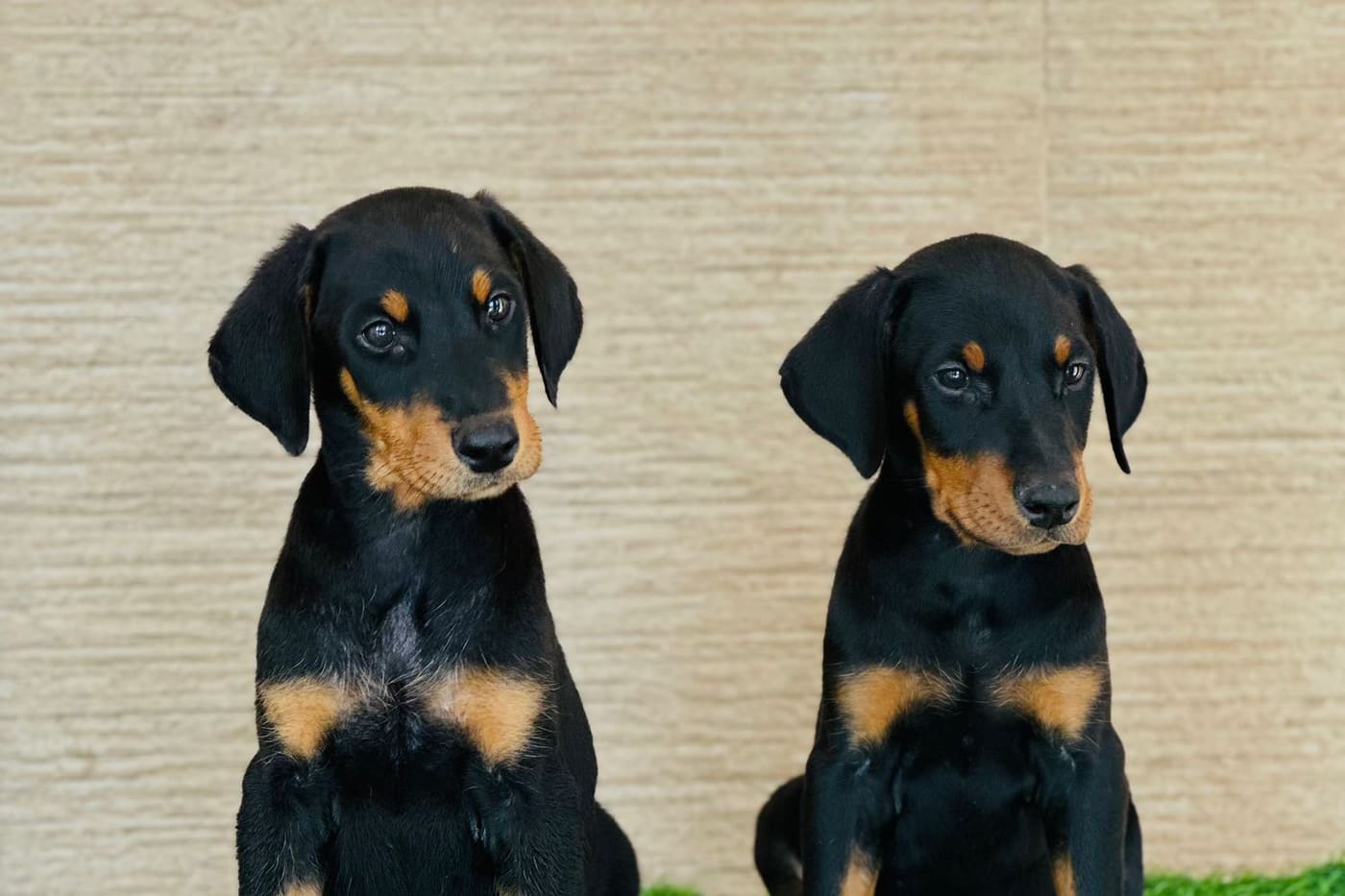 Deux chiots Doberman assis côte à côte, posture droite