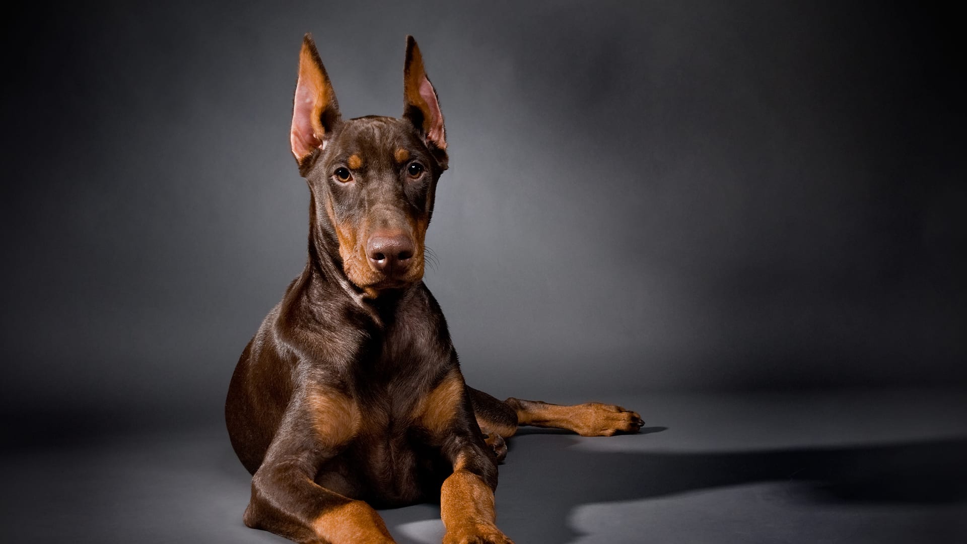 Doberman adulte au regard structuré, en studio