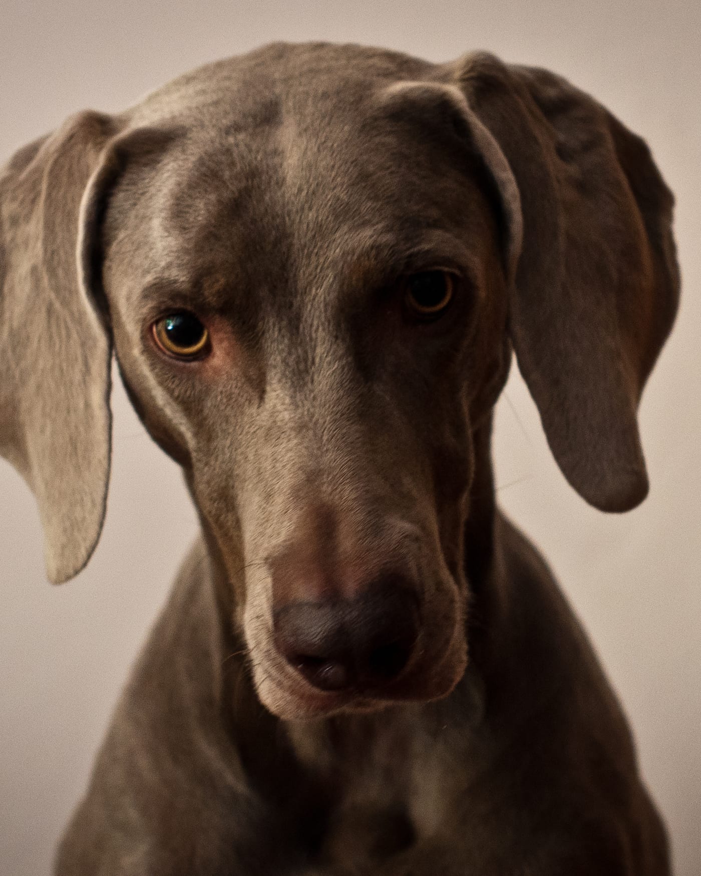 Portrait rapproché d'un Weimaraner adulte, regard direct