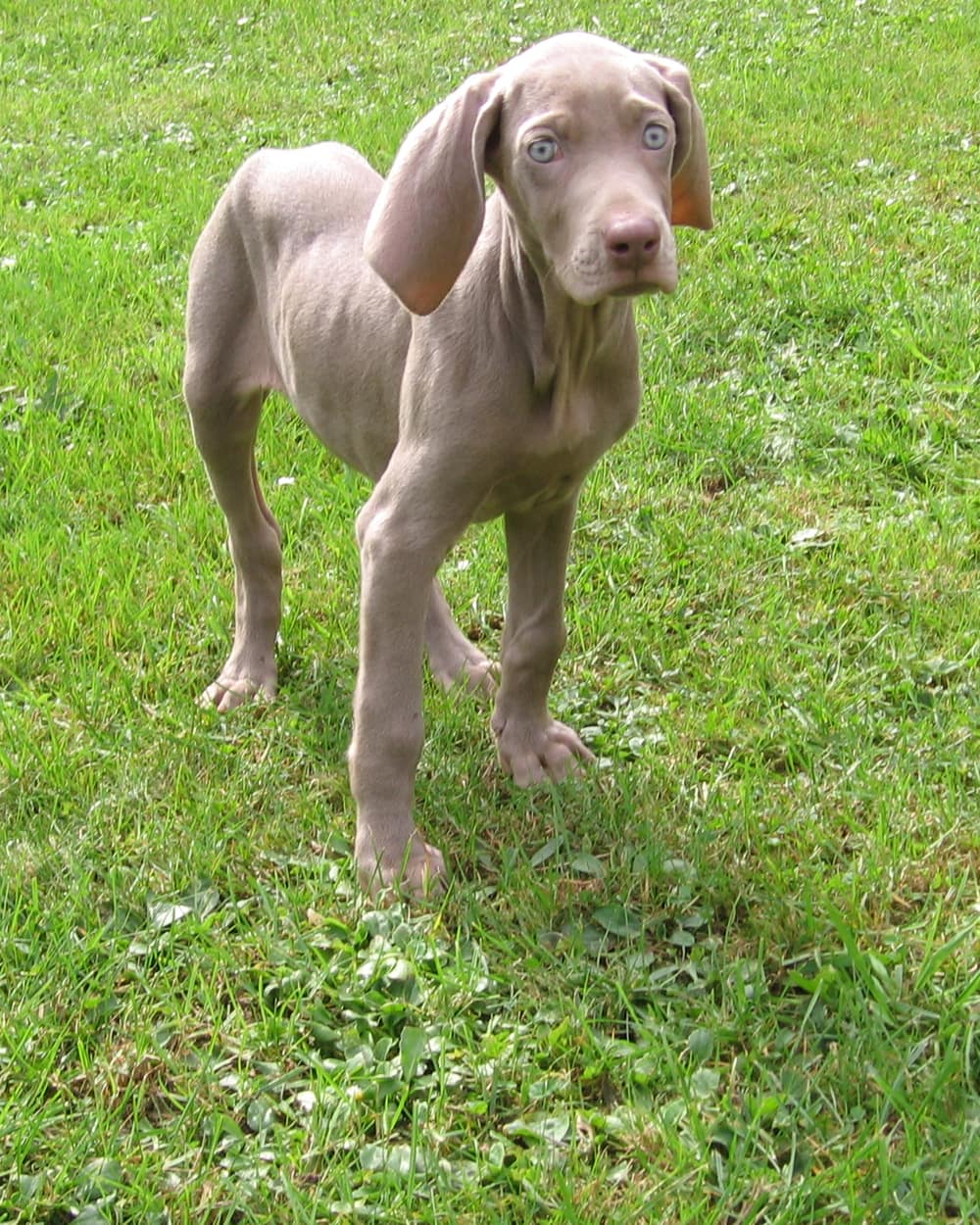 Chiot Weimaraner alerte, en position debout dans l'herbe